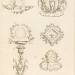 Designs for Tail-Pieces: pl. 10